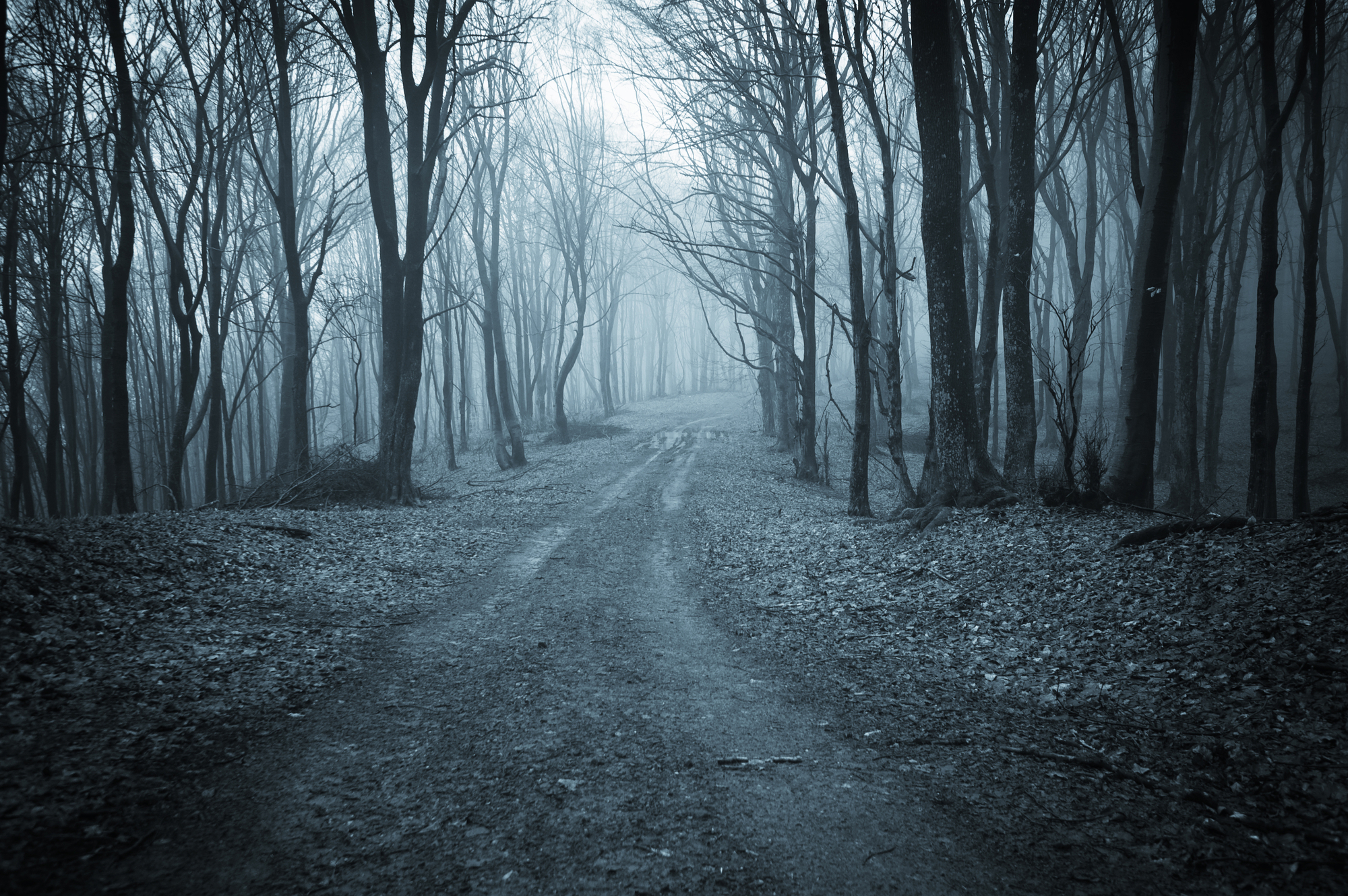 Road trough a dark scary forest with fog